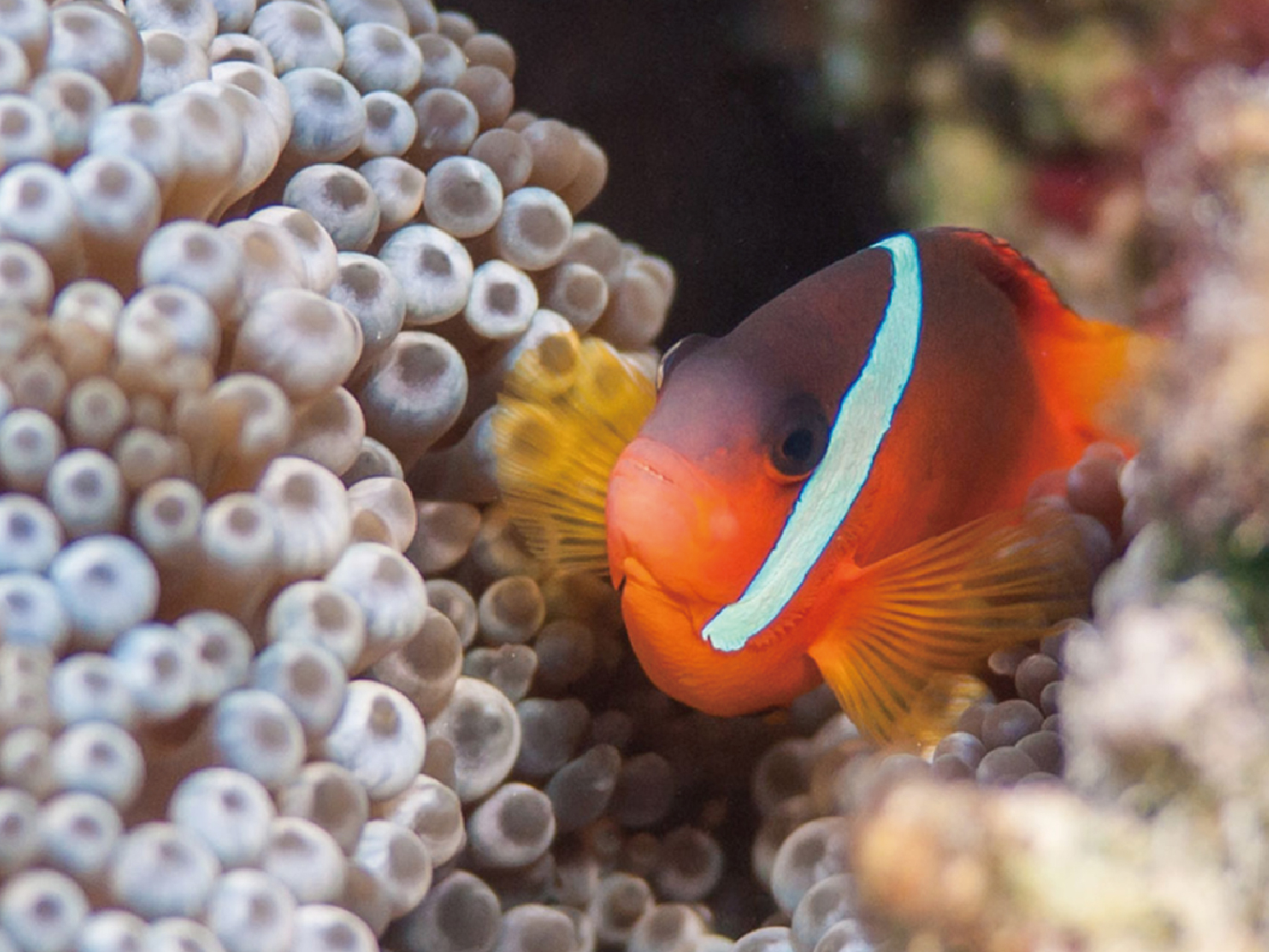 PADI Dive Adventure